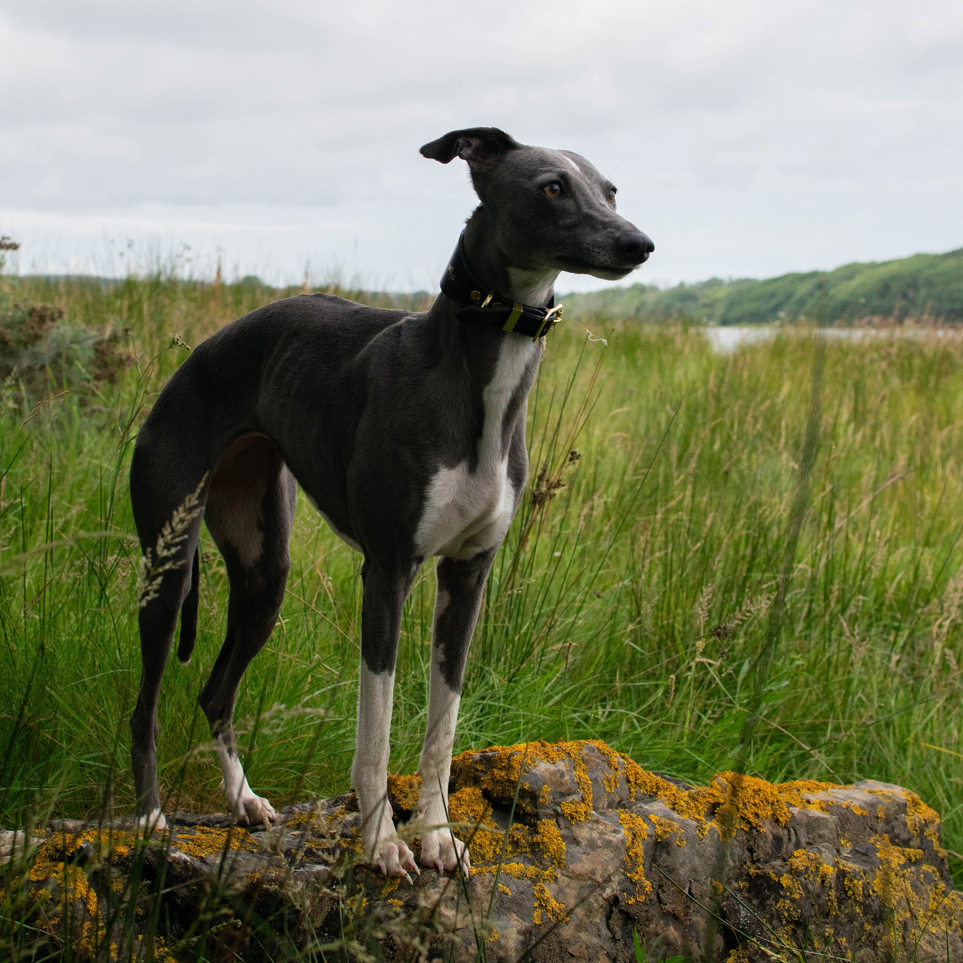 Fox x Storeys & Tails Black Sight Hound Collar