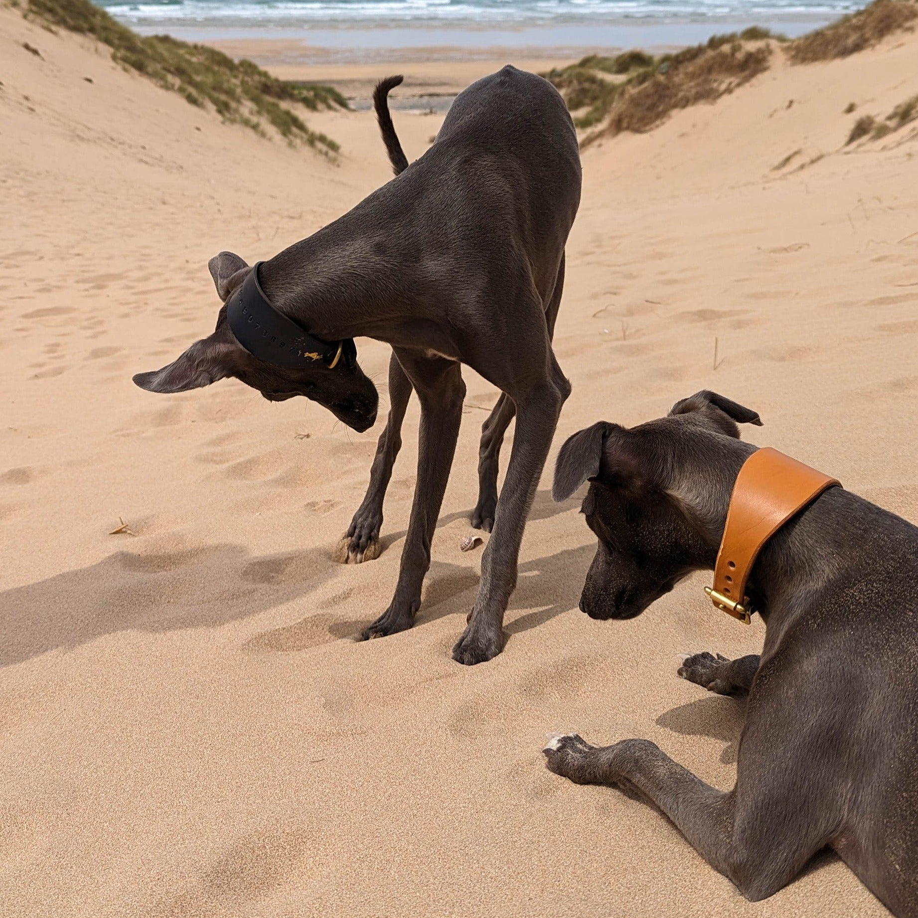 Storeys & Tails Mustard Sight Hound Collar