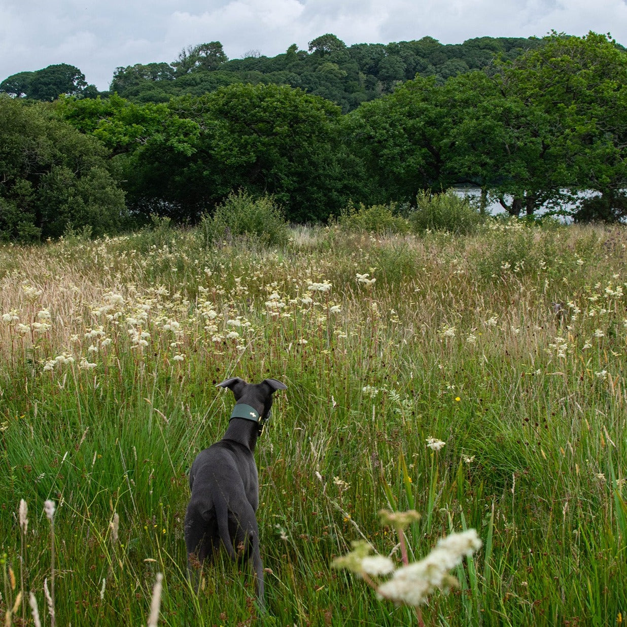 Storeys & Tails Mint Sight Hound Collar