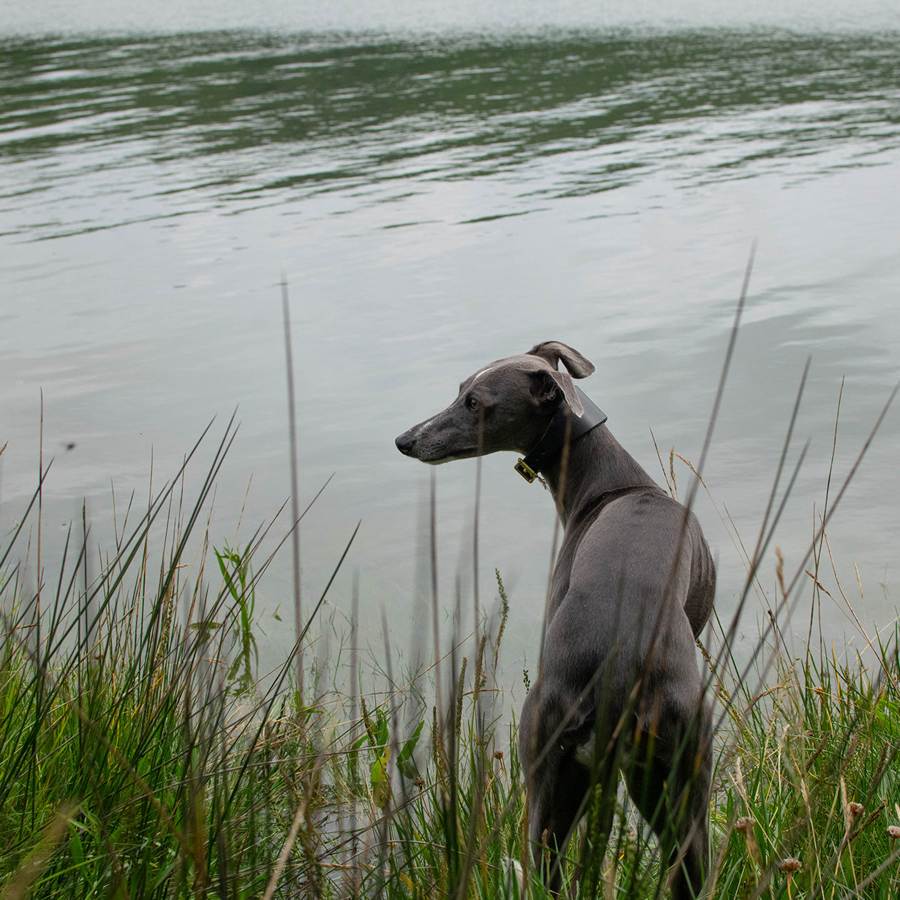 Storeys & Tails Black Sight Hound Collar