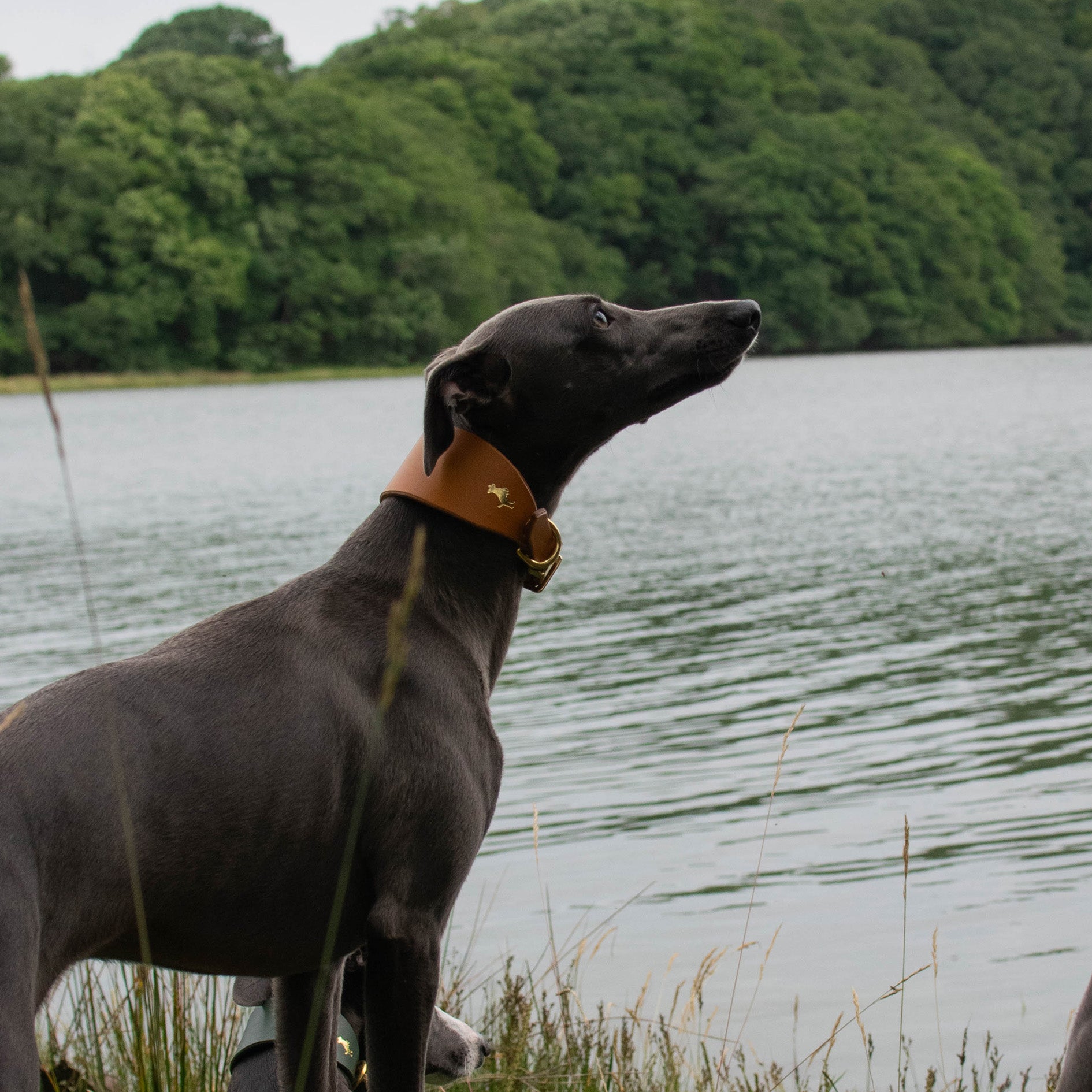 Fox x Storeys & Tails Chestnut Brown Sight Hound Collar