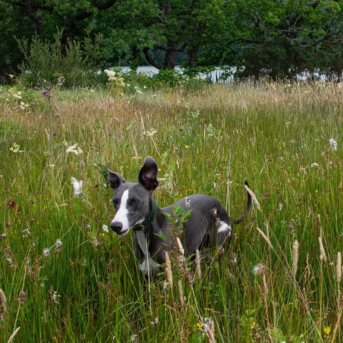 Storeys & Tails Mint Sight Hound Collar